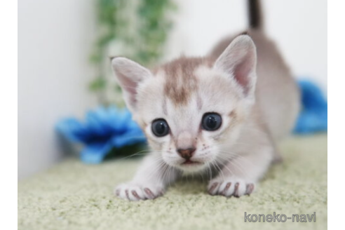 成約済の神奈川県のシンガプーラ-79884の2枚目